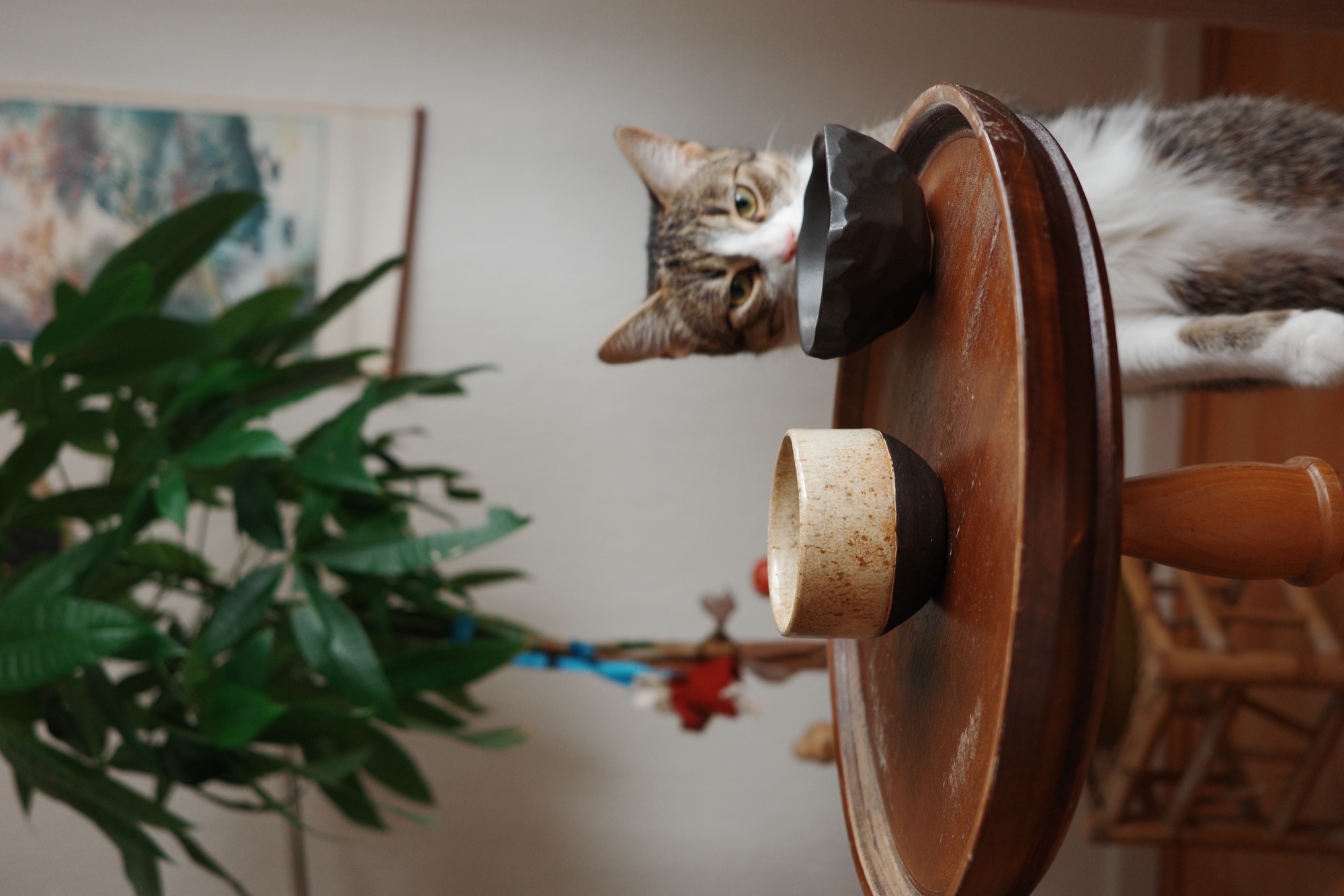 Two cups on a wooden table with a curious cat
